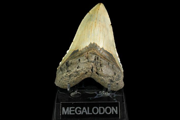 Serrated, Fossil Megalodon Tooth - North Carolina #147478